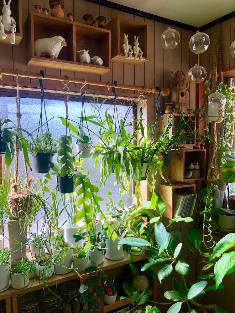 寝室の画像 by meguさん | 寝室とインドアグリーンと多肉植物とサボテン科とインテリアガーデンと観葉植物とボタニカルライフと葉っぱと森林性サボテンと緑のある暮らしと今日イチ可愛い植物とリプサリス属とお部屋ガーデンとユーフォルビアとインテリアグリーンとエピフィラム属とインドアガーデン