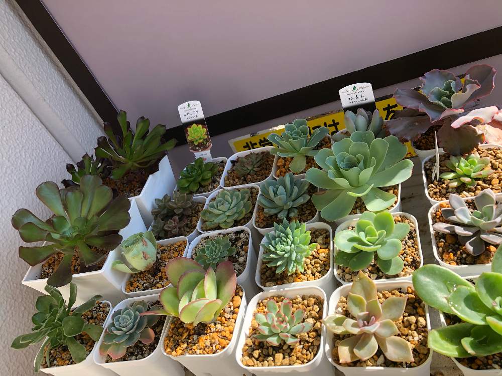 バルコニー/ベランダの画像 by kotoさん | バルコニー/ベランダと多肉植物と初多肉植物と病を植物で治すと多肉1年生とおうちにいようとフォロワーさん。ありがとう。