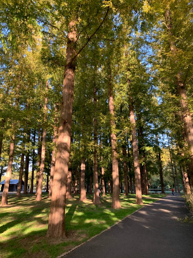 お出かけ先の画像 by ママ子3rdさん | お出かけ先とメタセコイアとはっぱを楽しむと水元公園と秋のボタニカルライフと日光浴とパワースポットとあき