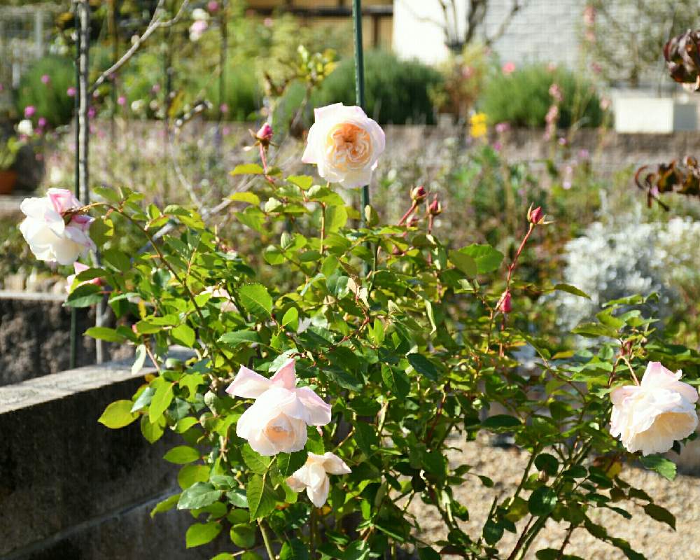 の画像 by naokichiさん | ばら バラ 薔薇と薔薇愛同盟と花のある暮らしと薔薇♪とバラ・ミニバラ