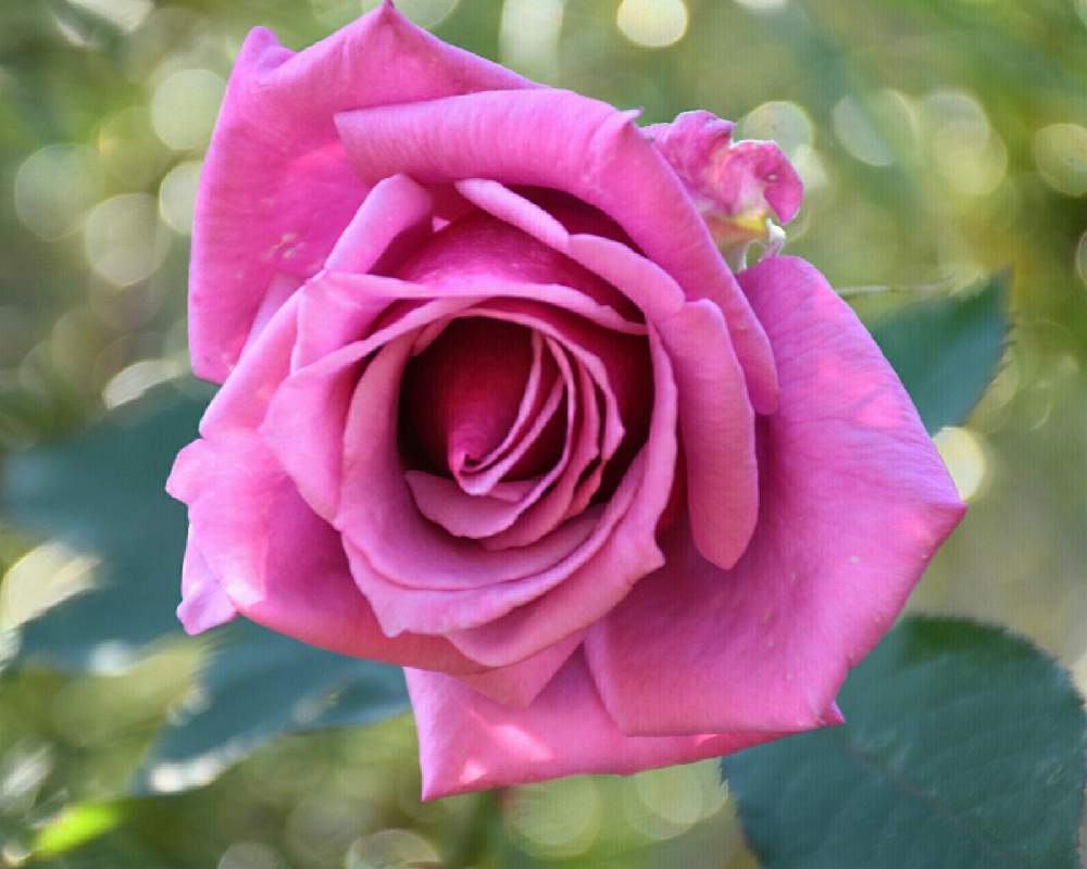 の画像 by naokichiさん | ばら バラ 薔薇と薔薇愛同盟と花のある暮らしと薔薇♪とバラ・ミニバラ