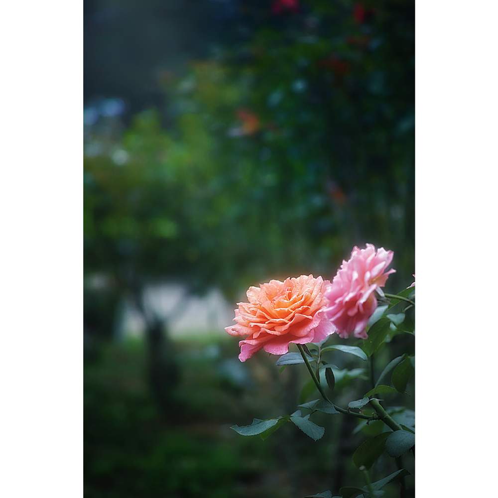 の画像 by nesoさん | アルブレヒトジヂューラーローズとnesoの薔薇と与野公園とローカルカメラマンかな?!(笑)とFoveonと金曜キラキラと金曜ローズショー