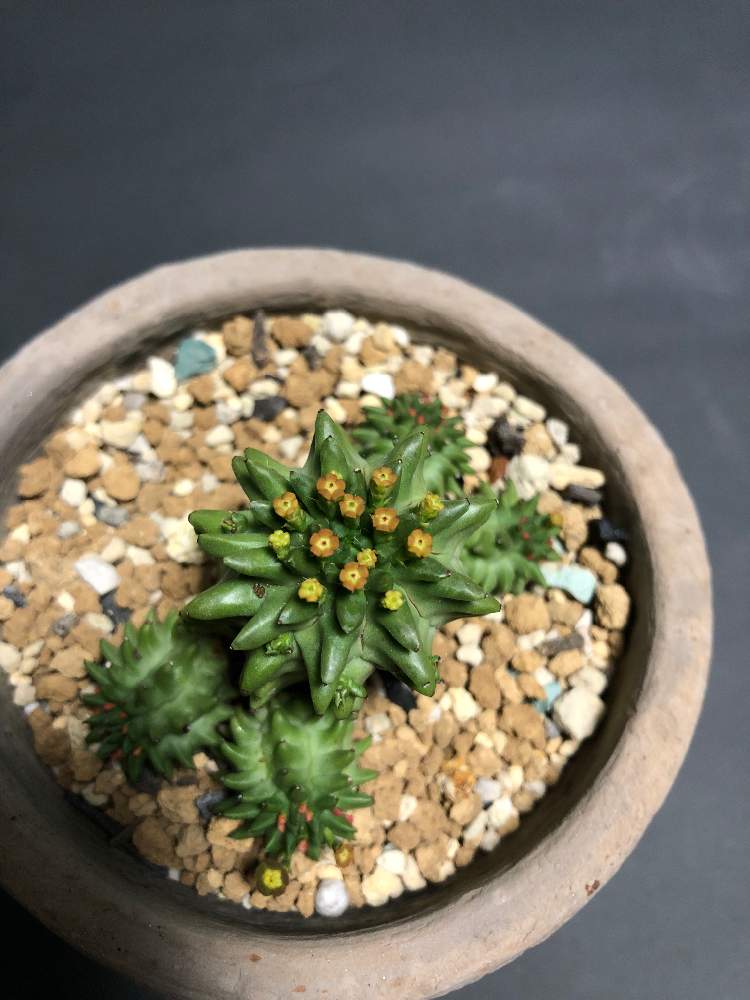 バルコニー/ベランダの画像 by hittyyさん | バルコニー/ベランダと開花中と植物のある暮らしとユーフォルビアスザンナエとほっかいど~でっかいど~とドラゴンボール。と緑のある暮らしとユーフォルビア属。と小さい花とユーフォルビアととげとげと緑大好き❤とスザンナエ(瑠璃晃)と大輪 変化朝顔 朝顔 ゆーちゃん 2020