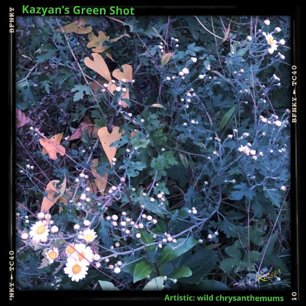 小さな庭の画像 by Kazyanさん | 小さな庭と自然薯の紅葉の葉っぱと野菊の初開花と自然薯の紅葉の様子 和堂と野菊の開花 和堂と自然薯の枯れ枝 和堂と自然薯の紅葉の葉っぱ 和堂とCarpe Diem! 和堂と野菊の花と野菊 和堂と野菊シリーズ 和堂と詠歌シリーズ 和堂と自然薯シリーズ 和堂と万葉の藪庭シリーズ 和堂と万葉の藪庭シリーズ編