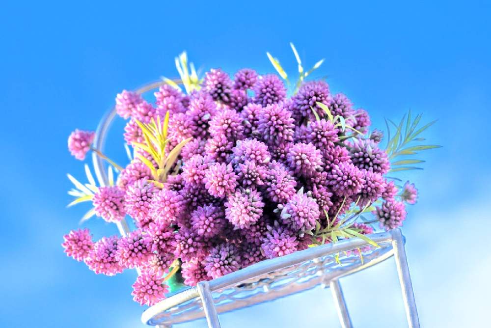 壁/天井の画像 by 野ニンさん | 壁/天井と出版とGS映えとGreenSnapmarcheと花のある暮らしとGREEN UP!