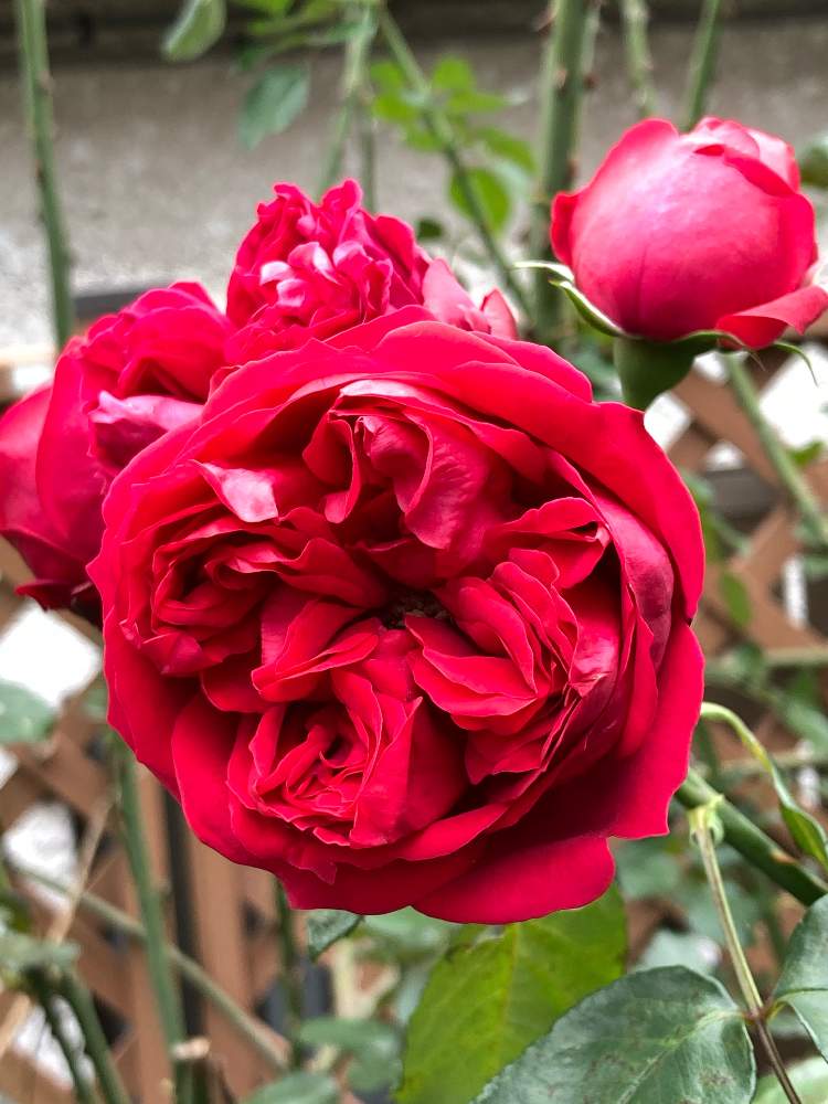 小さな庭の画像 by まぁ!さん | 小さな庭とバラとルージュピエールドゥロンサールと薔薇に魅せられてと花のある暮らしと素敵色とおうち園芸