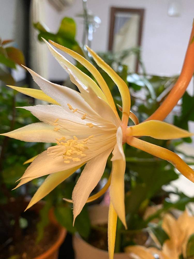 部屋の画像 by ゆりうすさん | 部屋と孔雀サボテンと白眉孔雀とGS映えとおうち園芸と植中毒ときいろいお花大好き協会と成長記録と花のある暮らし