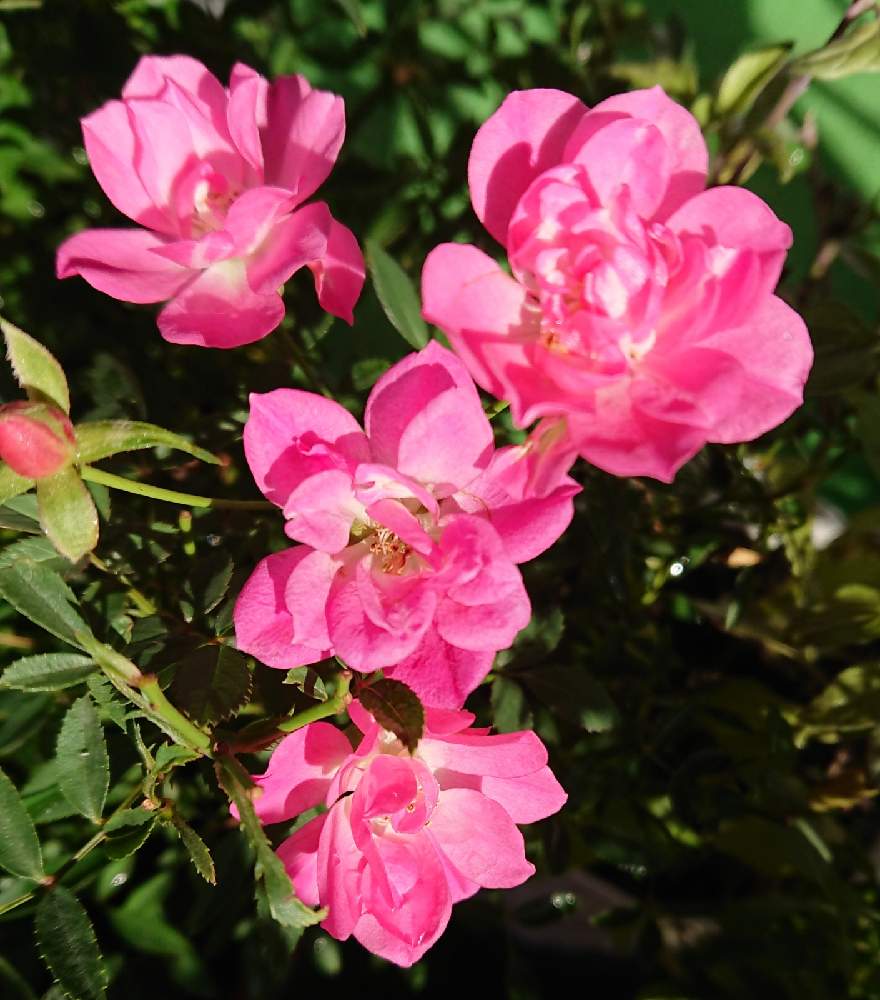 バルコニー/ベランダの画像 by マナさん | バルコニー/ベランダとミニ薔薇(ほほえみ)と可憐とおうち園芸とピンク大好きと可愛いと花のある暮らしと薔薇のある暮らし