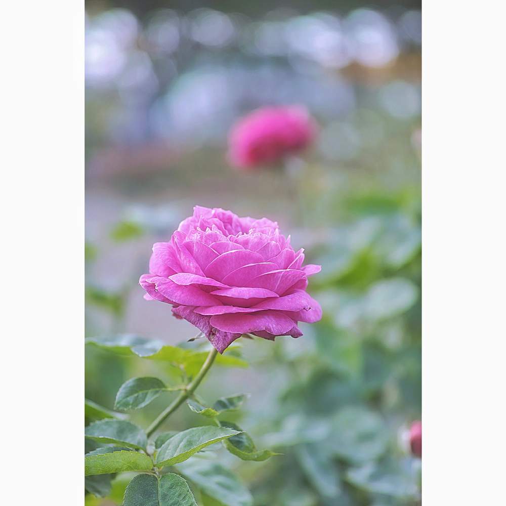 の画像 by nesoさん | ハイディ・クルム・ローズとnesoの薔薇と与野公園とローカルカメラマンかな?!(笑)とFoveonと美しく青きドヨウ