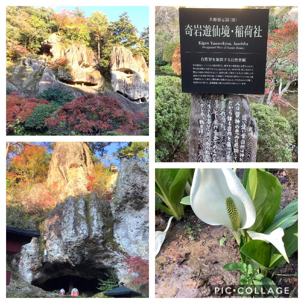 お出かけ先の画像 by まーさんさん | お出かけ先とミズバショウと草の草と石同好会と石同好会No16とチーム石川と石の日と森のがっこうと森の負けないぞ❗️