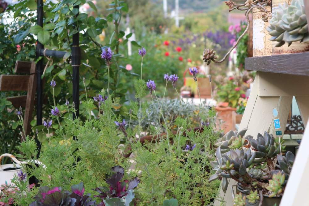 の画像 by nikoさん | my gardenとgardeningと手作りの庭とマイガーデンとナチュラルガーデンとおうち園芸と今日の一枚と暮らしを楽しむとナチュラルとラベンダー☆と庭のある暮らしとガーデニングと花のある暮らしとお花とかわいいな♡