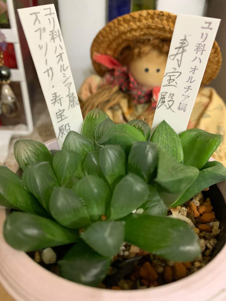 の画像 by n_enjoymamaさん |