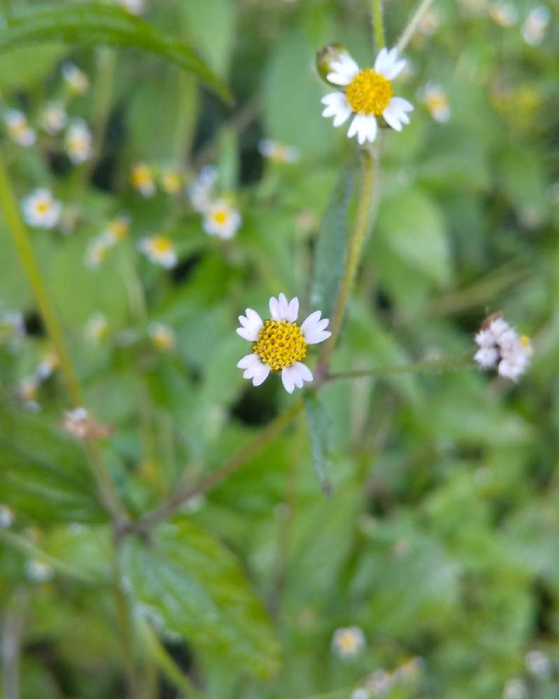 の画像 by yasukoさん | ハキダメギクとお散歩中に出逢ったお花達と散歩と白の花と里山田と可愛そうな名前(..)と雑草と小花