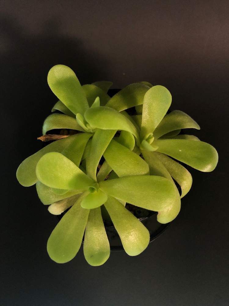キッチンの画像 by hittyyさん | キッチンと植物のある暮らしと食虫植物とピングキュラと食虫植物 ムシトリスミレと ムシトリスミレと緑のある暮らしと緑大好き❤