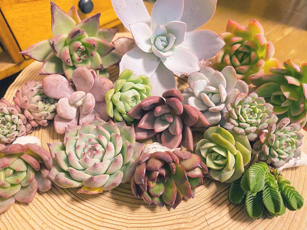 部屋の画像 by mochaさん | 部屋と多肉植物と多肉大好きと癒しと植物大好きと植物とおうち園芸と植中毒とエケベリア属と多肉女子と花のある暮らしと緑のある生活と多肉植物 エケベリアと多肉多肉多肉