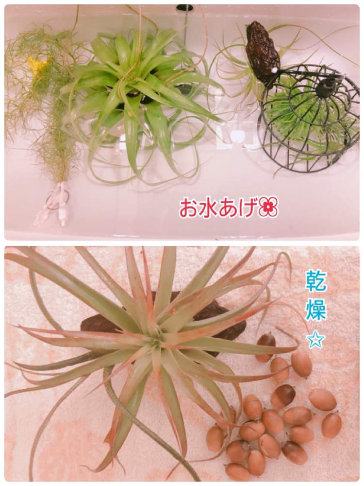 バルコニー/ベランダの画像 by あやかるさん | バルコニー/ベランダとどんぐりとストリクタとイオナンタ ルブラとカプットメドゥサとチランジア キセログラフィカとウスネオイデスとハリシーとハリシーとブッツィーとブッツィーと『草』のある暮しとカット苗とおうち園芸とDAISOとエアプランツとエアープランツ/チランジアとHC産