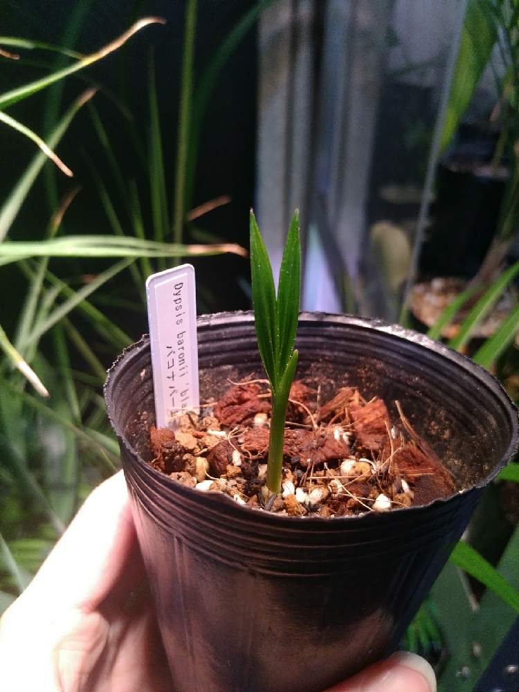 部屋の画像 by 338さん | 部屋とDypsis baronii 'Black Petiole'とディプシス バロニー ブラック ペティオールと黒バロニーとバコナパームとヤシ
