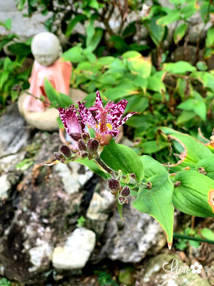 お出かけ先の画像 by ライオンさん | お出かけ先とみどりのある暮らしとわくわく♡とおうち園芸と素敵な色合いと小さな楽しみと花のある暮らし
