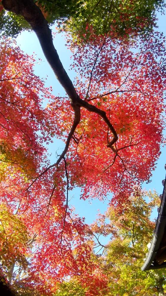 の画像 by 和の花♪さん | 紅葉と旅の途中とスマイル♡と紅葉フォトコン2020
