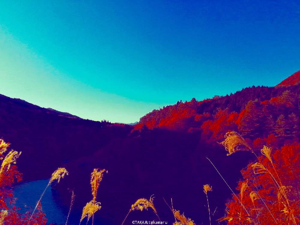 お出かけ先の画像 by TAKA丸さん | お出かけ先とススキと紅葉と自然と山の中と紅葉(こうよう)とそらとやまとあかともみじ紅葉