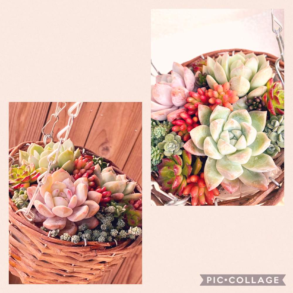 バルコニー/ベランダの画像 by なっちゃんさん | バルコニー/ベランダとセダム 虹の玉とエケベリア ラウリンゼとセデベリア レティジアとエケベリア 氷山と緑に囲まれてとボタニカルライフとワサワサとモリモリと季節の寄せ植え2020とおうち園芸と多肉女子とセダム好きと紅葉多肉と元気の源と真っ赤とカワイイ葉っぱと大きく育てたいといやされるとエケベリア★と多肉寄せ植えと多肉大好き❤️とぷくぷく多肉