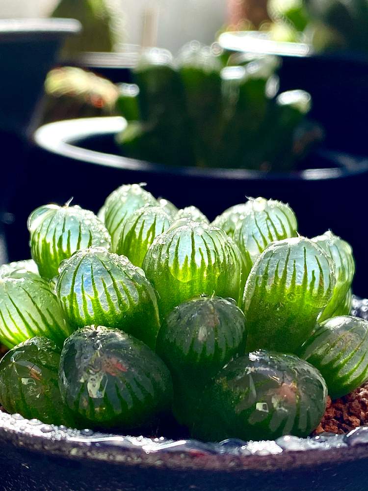 部屋の画像 by マーロンさん | 部屋と多肉植物とトゥルンカータとオブツーサ。とハオルチア・光るオブツーサ