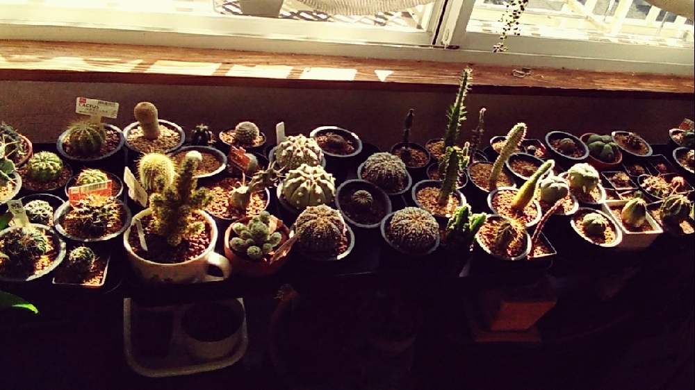 部屋の画像 by まりみさん | 部屋とサボテン科とアストロフィツムとおうち園芸と植中毒とNHK趣味の園芸とお部屋ジャングル化計画