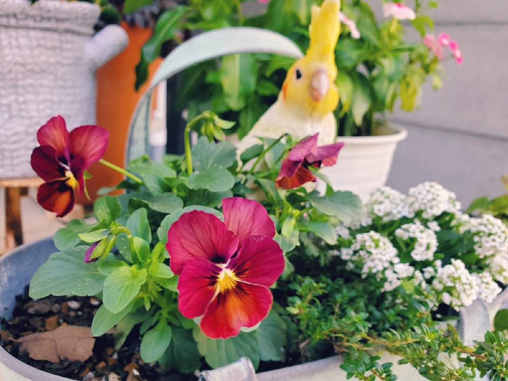 玄関の画像 by miri☆*.+゚さん | 玄関といつもありがとう♡と冬の寄せ植えとおうち園芸とビオラなごみももかしんしんと花のある暮らしとGS初心者!
