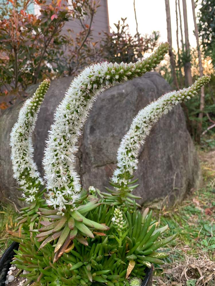 の画像 by BABBI(バビ)さん | 爪蓮華と岐阜タニラーと多肉植物と群生と岐阜県と多肉女子と素敵な出会いに感謝と可愛いとつながりとかわいいな♡とたにおたくらぶと素敵