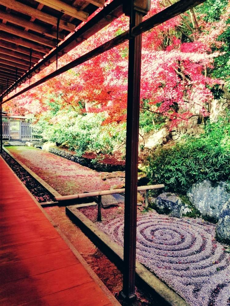 の画像 by シロネコさん | モミジと樹木と秋の風景と季節を楽しむと水辺の風景と紅葉フォトコン2020