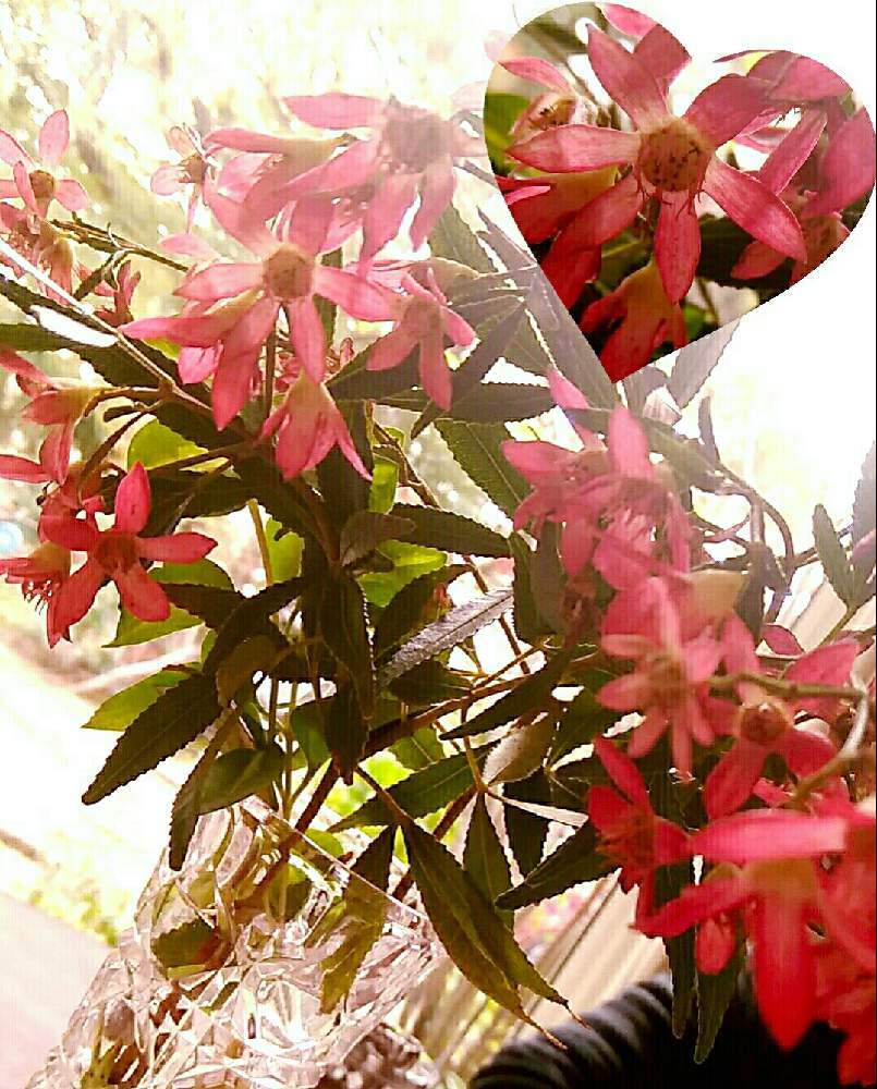 お出かけ先の画像 by ⭐CB1⭐さん | お出かけ先とクリスマスブッシュと植物と言えば・・・と☆てるてるお天気〜☆とGS映えと屋敷住まいとその後・・・と⭐ cheers⭐とbreakfast, lunch, teatime and supperとgreen & tea timeと花のある暮らしとGSアダルトチームとGSアダルト チーム