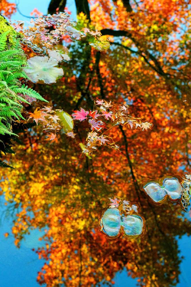 お出かけ先の画像 by Solaさん | お出かけ先と紅葉フォトコン2020とあかいろとお写んぽと秋のいろとカメラアソビとGS映えとGS日和と植中毒と紅葉(こうよう)と由志園と島根県と水鏡