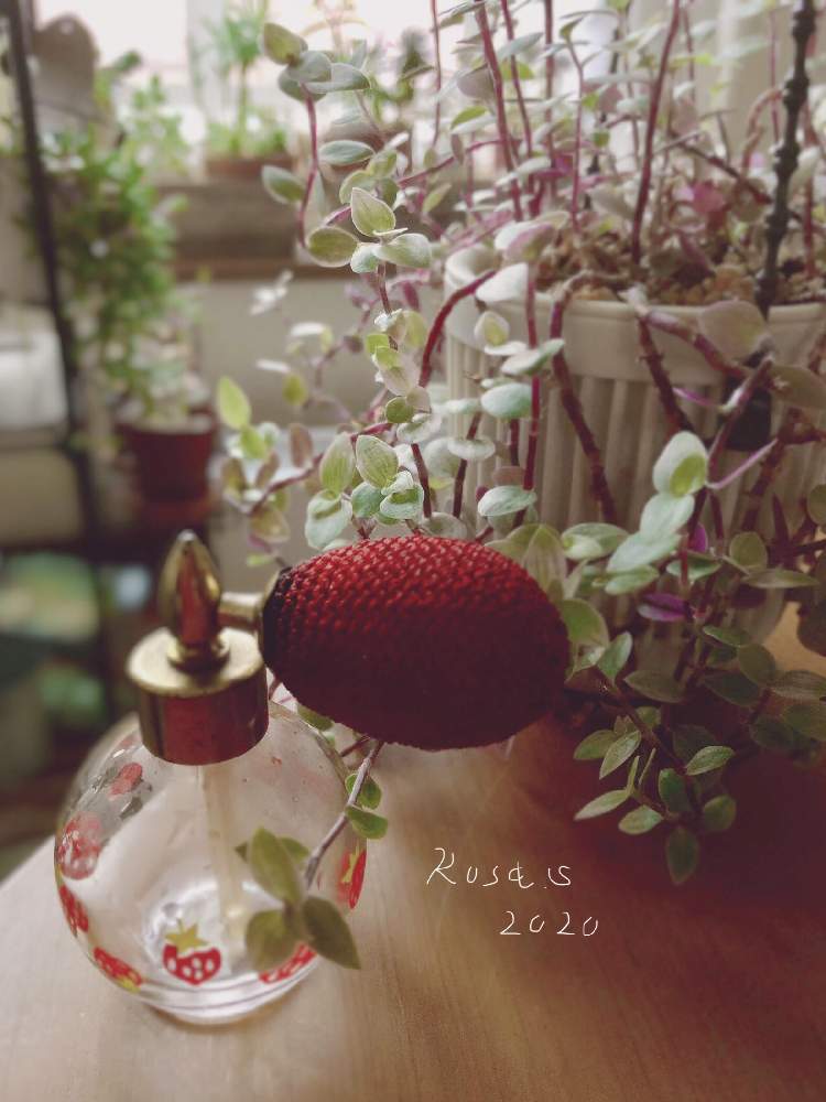 窓辺の画像 by rosa sさん | 窓辺と桃色カリシアとカリシア ロザートとおうち園芸と垂れ下が〜るプランツの会と鉢植えと斑入り葉っぱと毎月15日はいちごの日と花のある暮らしと北海道と多肉初心者