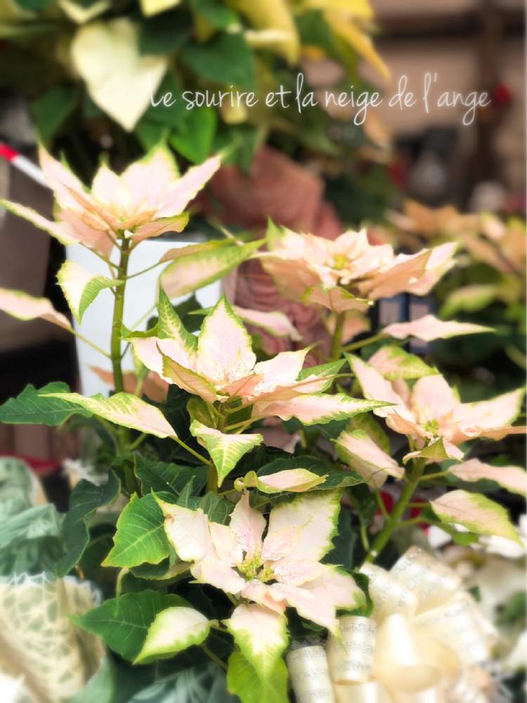 お出かけ先の画像 by Madame Dさん | お出かけ先とポインセチアと癒しと可憐とポインセチア♡とポインセチア ピンクと花のある暮らし