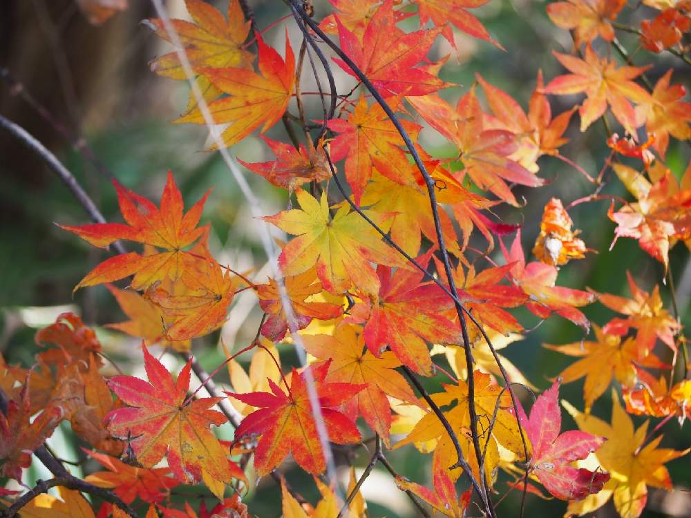 お出かけ先の画像 by みっささん | お出かけ先と紅葉フォトコン2020ともみじ⭐と東北ときれいと今日の一枚とかわぃぃ。と紅葉(こうよう)と宮城と癒されると宮城県ともみじ紅葉とあき♬とドライブとドライブ日和と秋の風景とあきと一眼レフと一眼レフ初心者