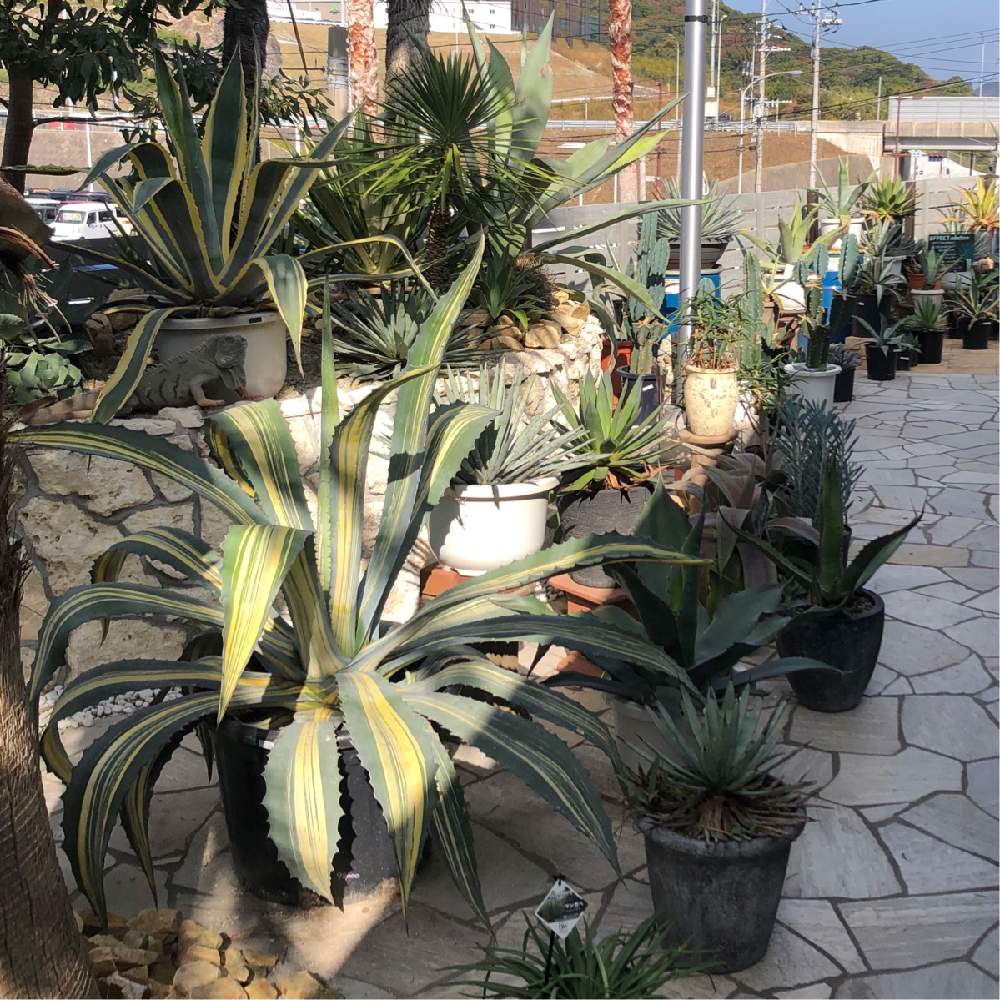 お出かけ先の画像 by kisselさん | お出かけ先と植物のある暮らしと福岡エフェクトとno green no lifeとfukuoka effectとアガベ属