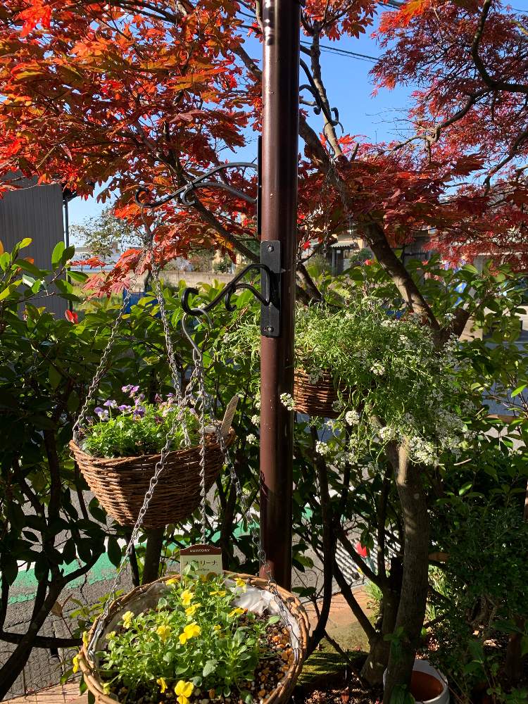 小さな庭の画像 by 黄身さん | 小さな庭とフィオリーナ オーロラとスーパーアリッサム スノープリンセスとフィオリーナ ゴールドとビオラ・パンジーとPWとガーデニング2年生とサントリー フラワーズとおうち園芸と北陸地方と植中毒とビオラ☆と花のある暮らしと石川県と大好きビオラ