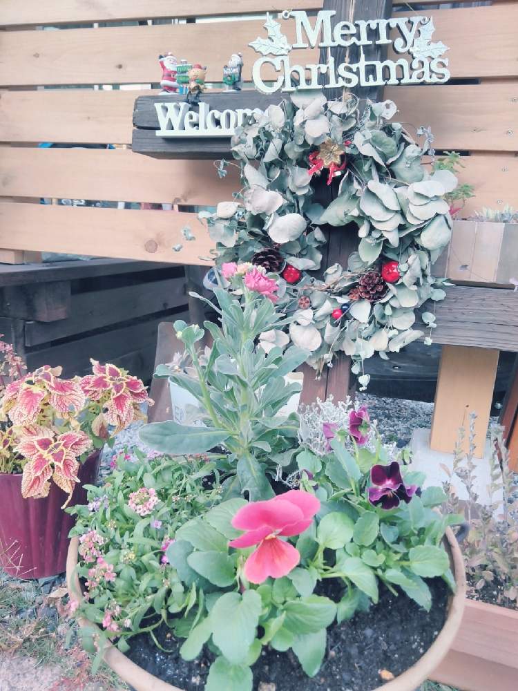 小さな庭の画像 by ★emi★さん | 小さな庭とビオラ・パンジーと寄せ植えとプラチーナ☆とフレッシュクリスマスリースとおうち園芸と ストックとアリッサム♡とXmas