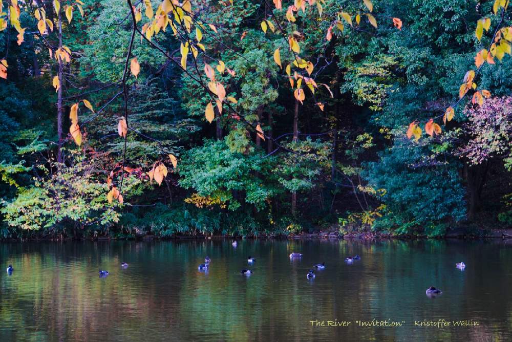 お出かけ先の画像 by marikoさん | お出かけ先と紅葉(こうよう)と都築中央公園