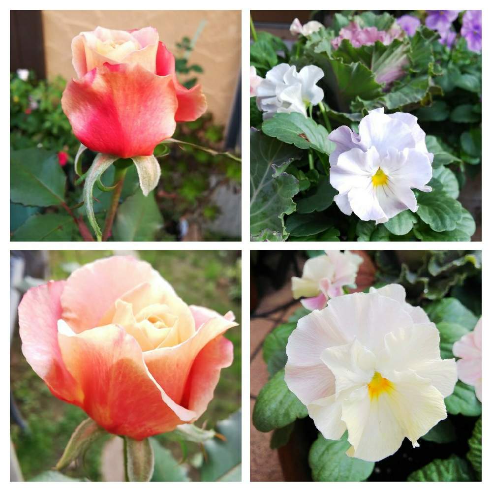 小さな庭の画像 by クッキーさん | 小さな庭とフリル咲きパンジー シエルブリエとおうち園芸と薔薇・ディスタントドラムスと花のある暮らしとナチュラルガーデンに憧れと寄せ植えが好きと小さなお庭と可愛いね♡