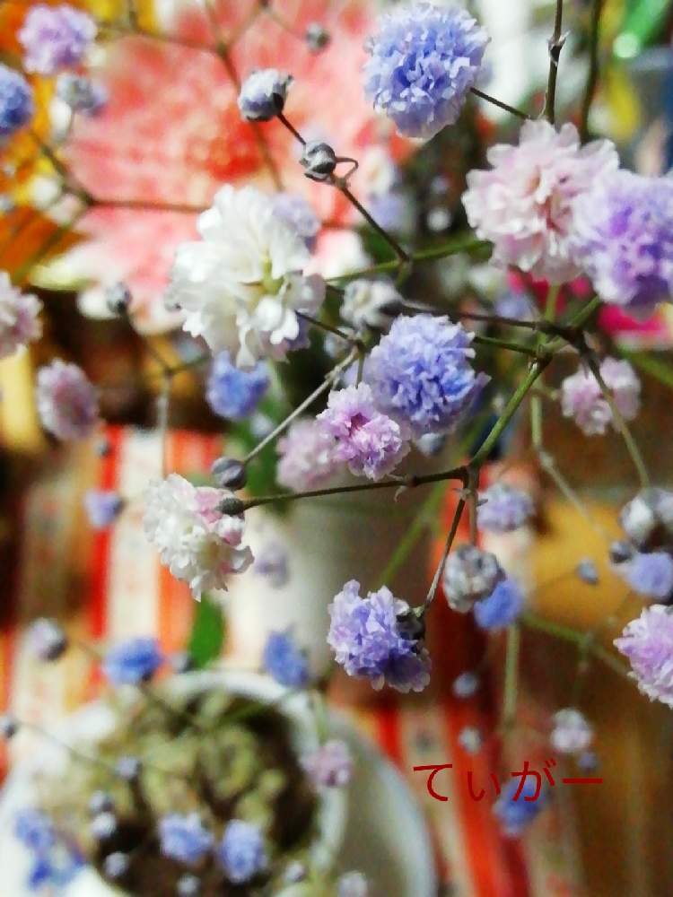 部屋の画像 by ティガーさん | 部屋とカスミソウと今回もありがとうと最前線のあなたへとかわいいのが好きとコロナに負けるな!と接写が好きとシンプルが好きと植物好きと花のある暮らしとカラフルが好き