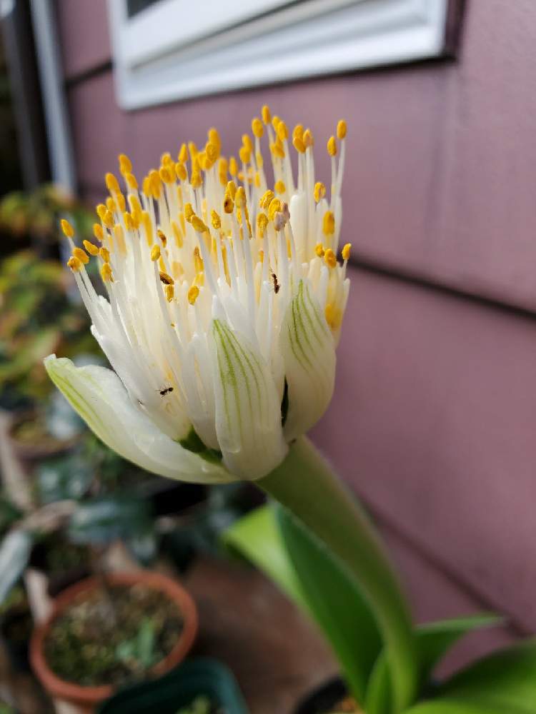 小さな庭の画像 by RIAN マスターさん | 小さな庭とマユハケオモトと観葉植物と球根植物