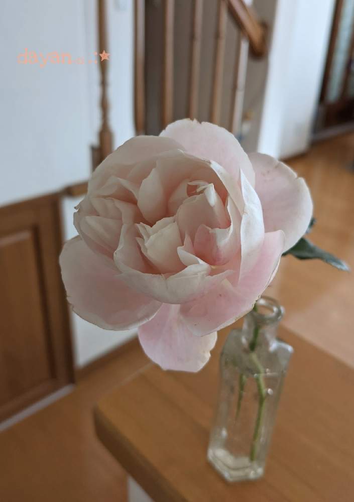 の画像 by dayanさん | ナターシャリ チャードソンとばら バラ 薔薇と薔薇愛同盟とピンクの花とナチュラルスタイルと月曜日にはバラをとGSでバラ園と北海道と大人かわいい♪とdayan's rose