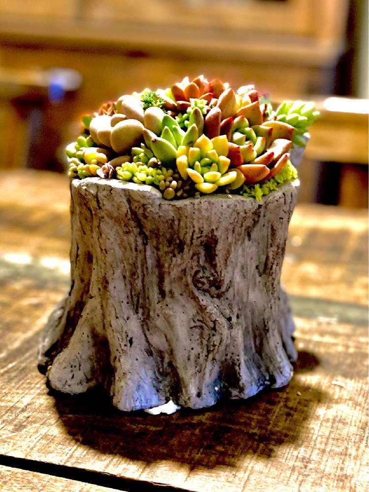 の画像 by mochaさん | 多肉植物とみどりのある暮らしと多肉大好きと寄せ植えと癒しと植物大好きとおうち園芸と多肉女子とタニラーと花のある暮らしと多肉多肉多肉