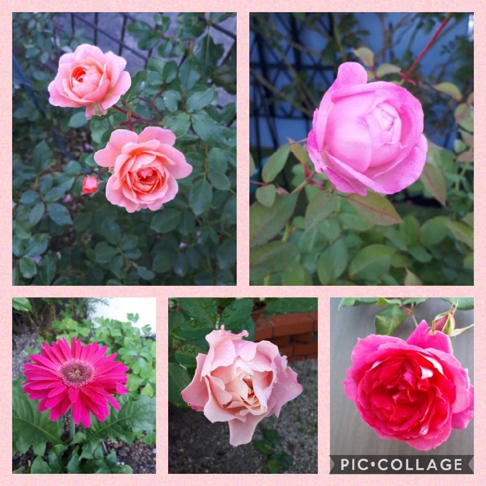 アプローチの画像 by Tomoさん | アプローチとストロベリーマカロン薔薇とロザリアン見習いとピンク❤︎ピンクとおうち園芸と植中毒と雑貨好き♡と憧れの薔薇とDIYとバラ パレードと花のある暮らしとダフネ薔薇とバラ薔薇ばらら~❤️といいね♥ありがとうございます✨とチーム福岡
