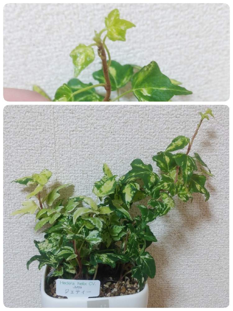 の画像 by セヴランさん | 斑入りアイビー(ヘデラ)とヘデラ ジェティと観葉植物とハンギング