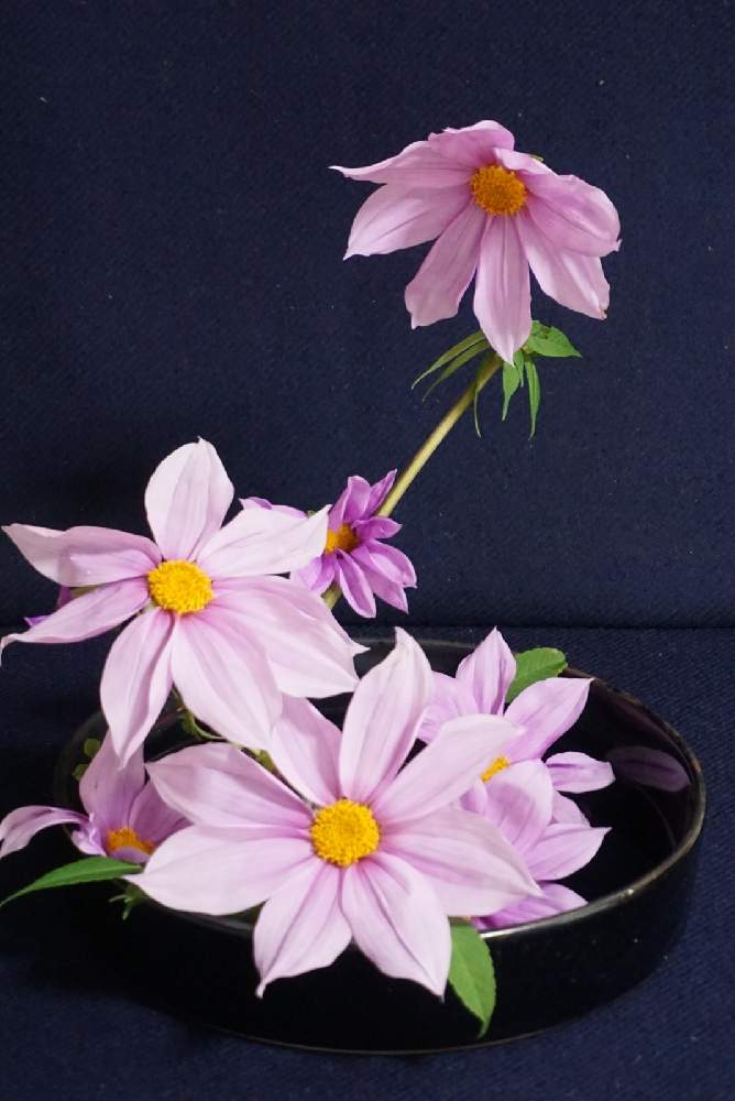 部屋の画像 by 野ニンさん | 部屋と令和最初の植物と出版とGS映えとGreenSnapmarcheと花のある暮らしとGREEN UP!