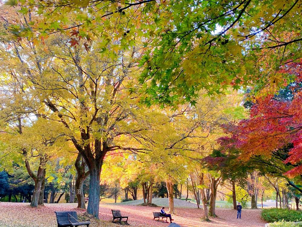 の画像 by aliceさん | 紅葉フォトコン2020とひやみかち日本!とGSミニモニ。とださいたまとは言わせない(๑•̀ㅂ•́)و✧とバラと夢CLUBと妄想倶楽部と癒されると信楽狸倶楽部と花のある暮らしとラジオ体操倶楽部と航空公園とGSウォーキング・ジョギング推奨部