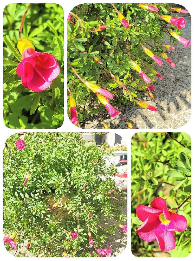小さな庭の画像 by こっしーさん | 小さな庭とオキザリスとオキザリス 桃の輝きと生長記録と植物のある暮らしと花と緑のある暮らしとピンクの花と植物だいすきとおうち園芸と12月生まれ♪と野ざらし雨ざらしと庭の宿根草とGS植物うちなーぐち会