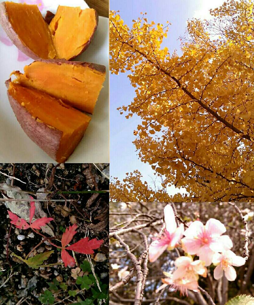 お出かけ先の画像 by ⭐CB1⭐さん | お出かけ先と名前を教えて!とさつまいもと銀杏と寒 桜と紅葉フォトコン2020と『実』と言えば・・・と植物と言えば・・・と☆てるてるお天気〜☆とGS映えとその後・・・と⭐ cheers⭐とbreakfast, lunch, teatime and supperと魔除け用とgreen & tea timeと花のある暮らしとGSアダルトチームとGSアダルト チーム